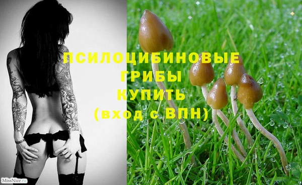 PSILOCYBIN Волосово